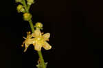 Incised agrimony